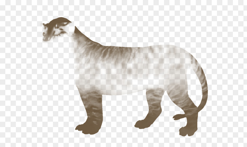 Tiger Big Cat Lion Felidae PNG
