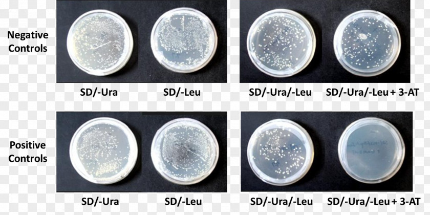 YEAST Yeast-One-Hybrid-System Two-hybrid Screening Transformation Protein–protein Interaction Assay PNG