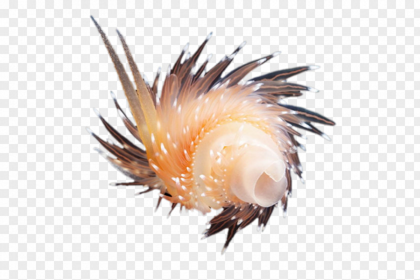 A Conch Sea Snail Google Images PNG