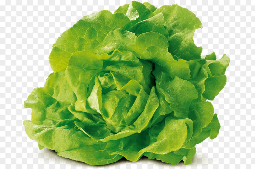Cabbage Leaf Vegetable Romaine Lettuce Food Red PNG