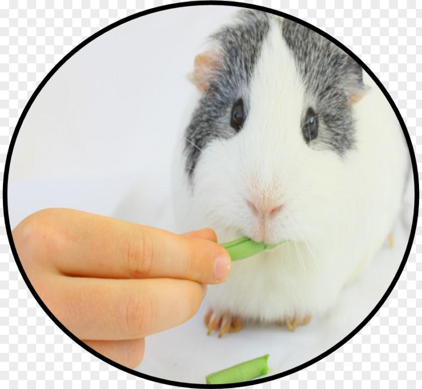 Hamster Rodent Chewing Food Guinea Pig PNG