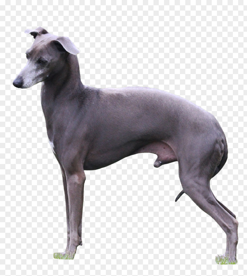 Italian Greyhound Sloughi Whippet Spanish PNG