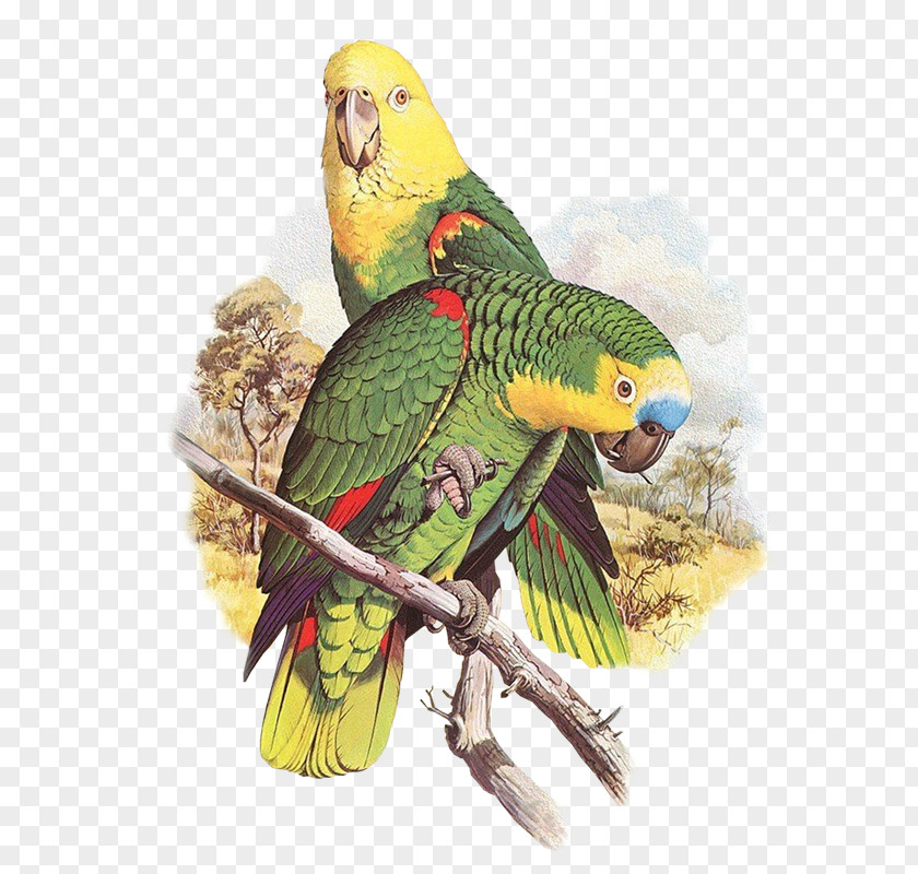 Loros Parrots Of The World Bird Parakeet PNG