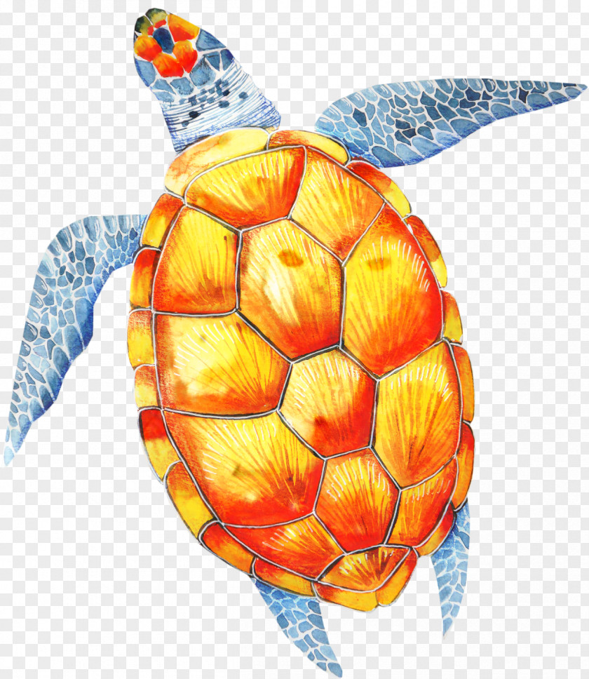 Terrapin Box Turtle Sea Background PNG
