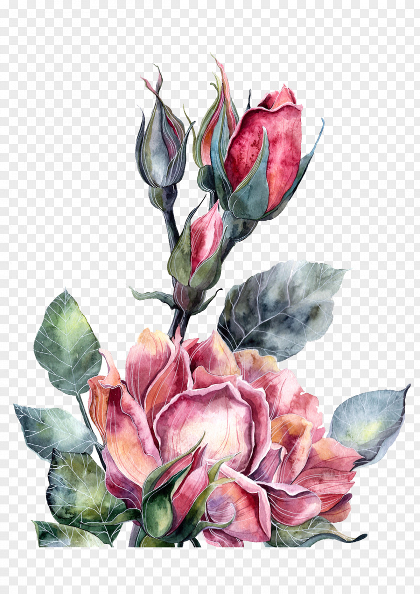 Watercolor Red Peony Flowers Painting Illustrator Illustration PNG