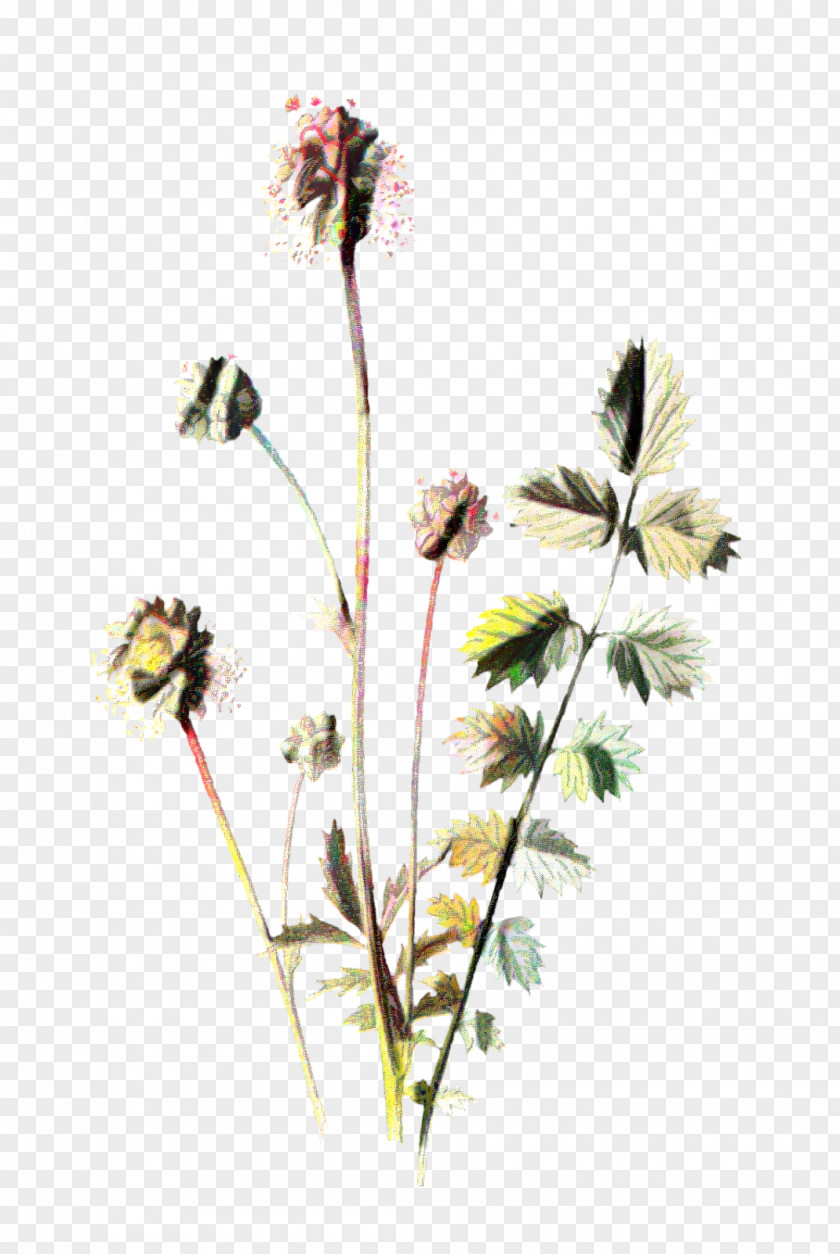 Wildflower Grass Family Flowers Background PNG