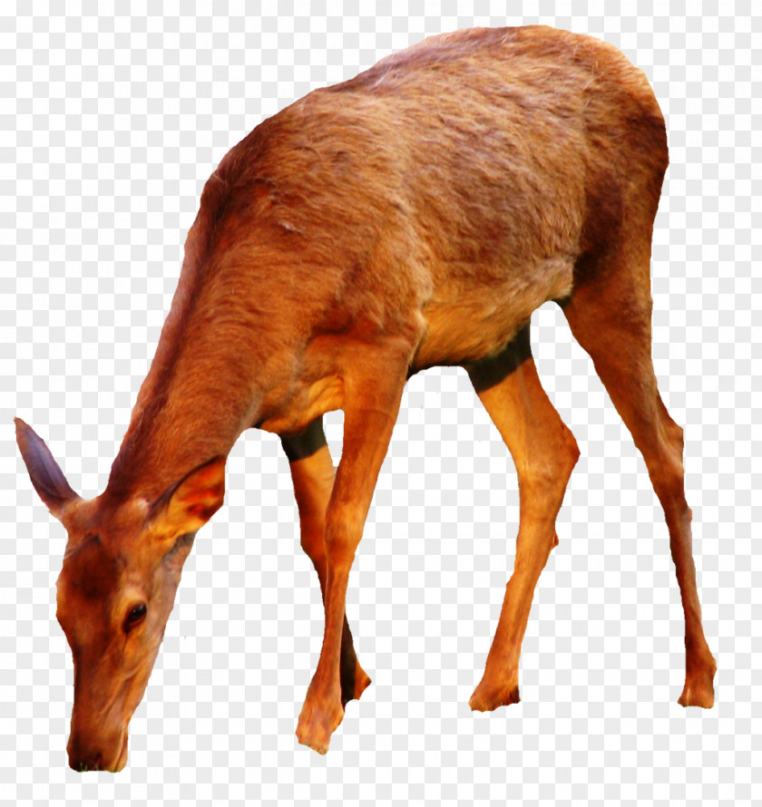 Chick Deer Elk PNG