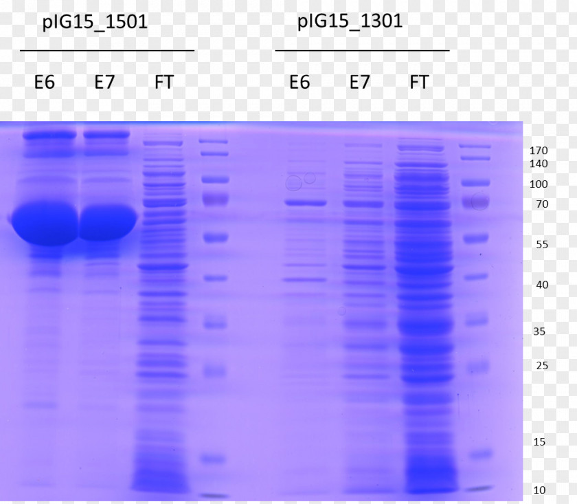 Clostridium Tetani Screenshot 岩手県旅館ホテル生活衛生同業組合盛岡支部 Computer Program PNG