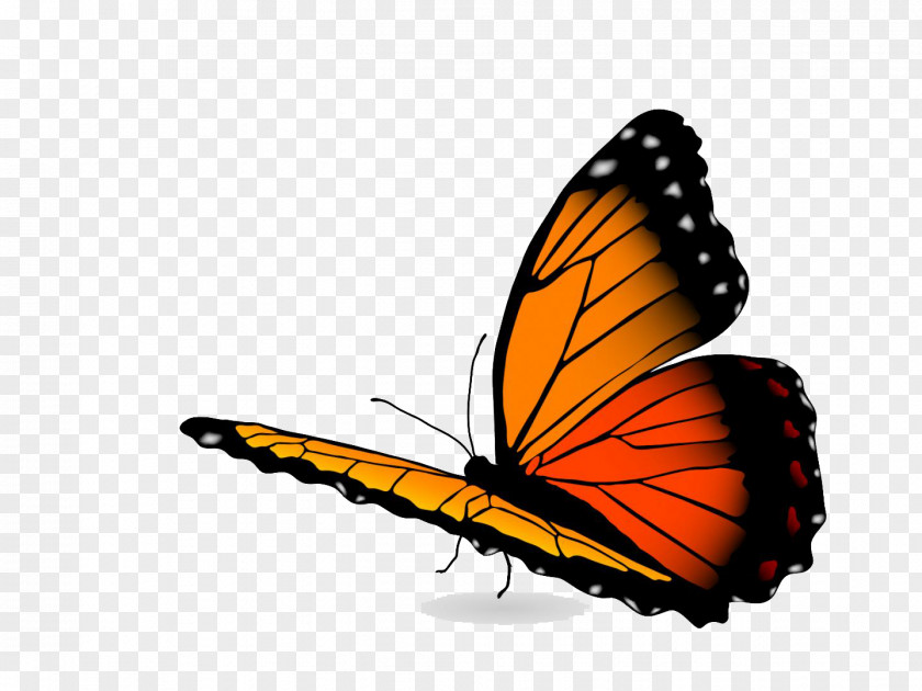 Orange Butterflies Oklahoma Vector Graphics Stock Photography Illustration Royalty-free Image PNG