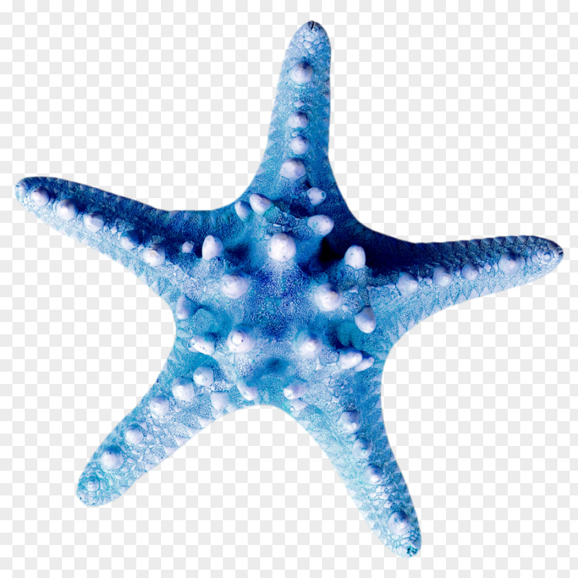 Starfish Clip Art Seashell Echinoderm Marine Biology PNG