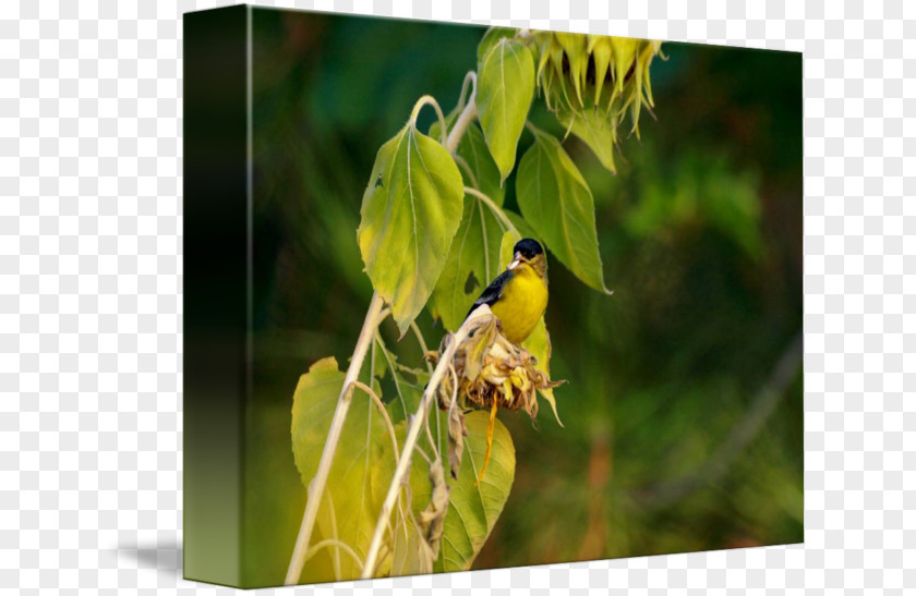 Sunflower Seeds Finches Fauna Beak Wildlife PNG