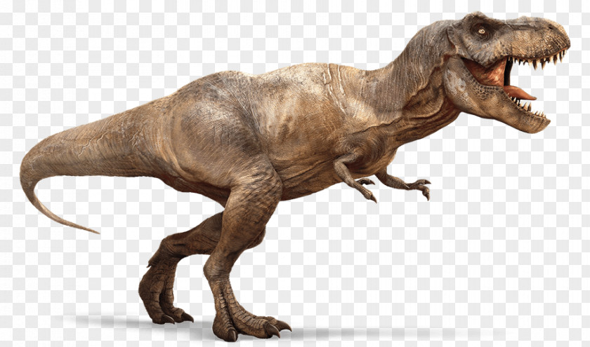 T Rex Velociraptor Tyrannosaurus Spinosaurus Dinosaur Theropods PNG