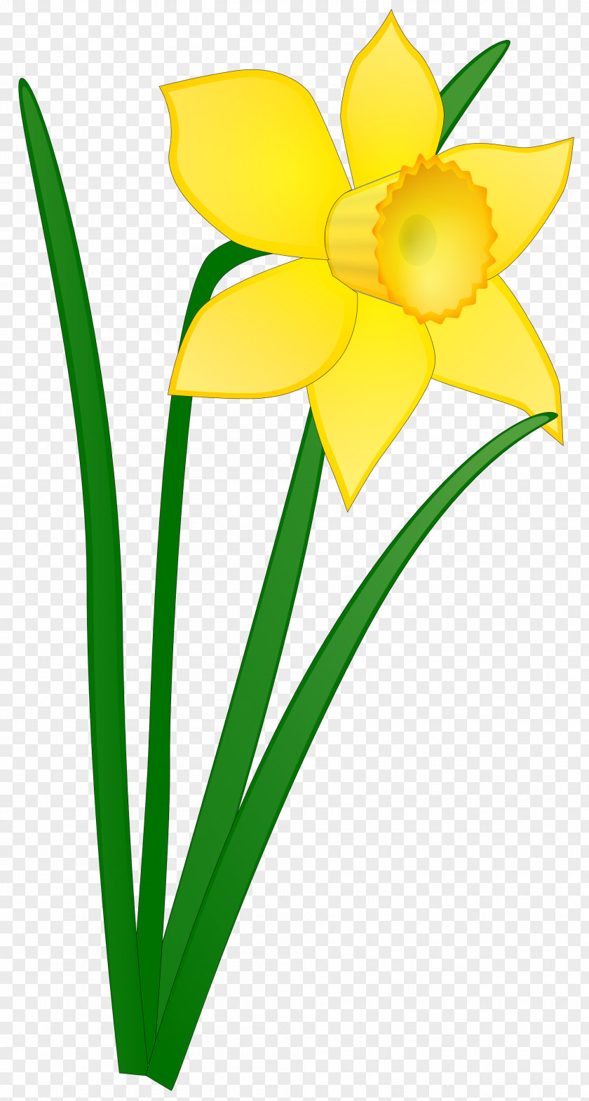 Daffodil Clip Art PNG