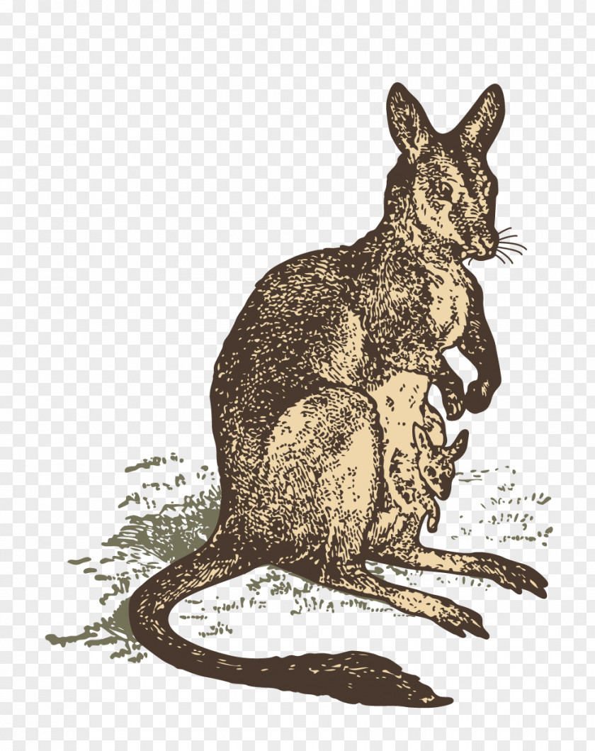 Hand Painted Kangaroo Material Macropodidae Illustration PNG