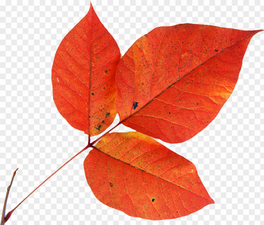 Leaves Autumn Leaf Drawing Animation PNG
