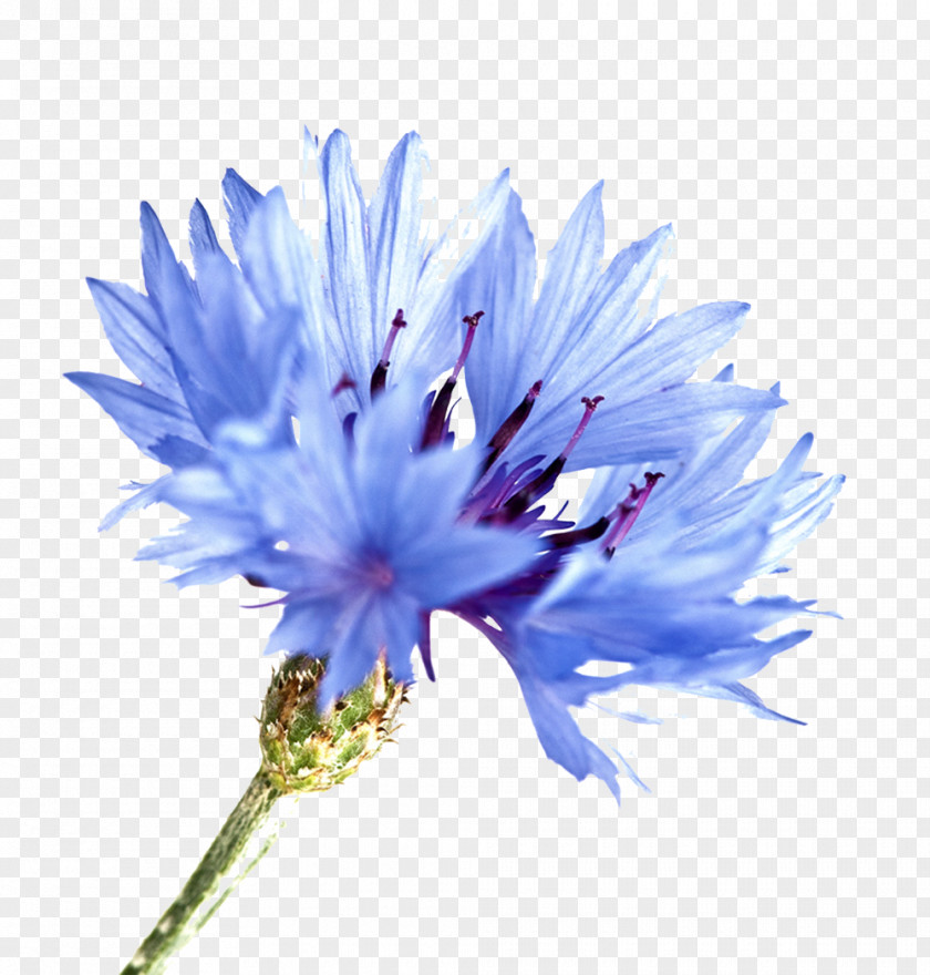 Blue Flower Cornflower Watercolor Painting PNG