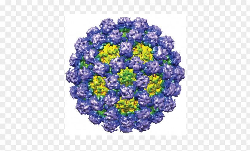 Chimera Norovirus Gastroenteritis Norwalk Virus Capsid Murine PNG