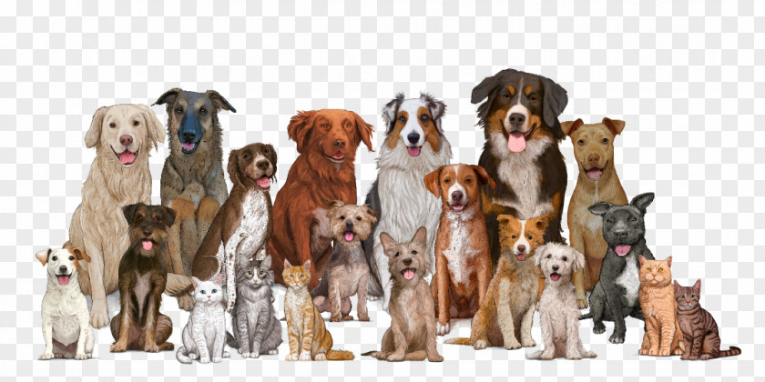 Dog Breed Cat Pet Shop Veterinarian PNG