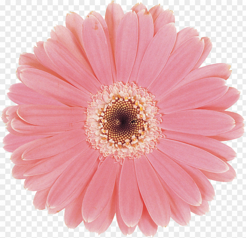 Gerbera Transvaal Daisy Flower Photography Image Editing PNG