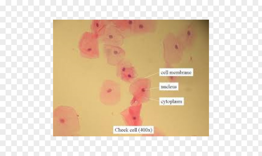 Microscope Slides Cell Cheek Bacteria PNG