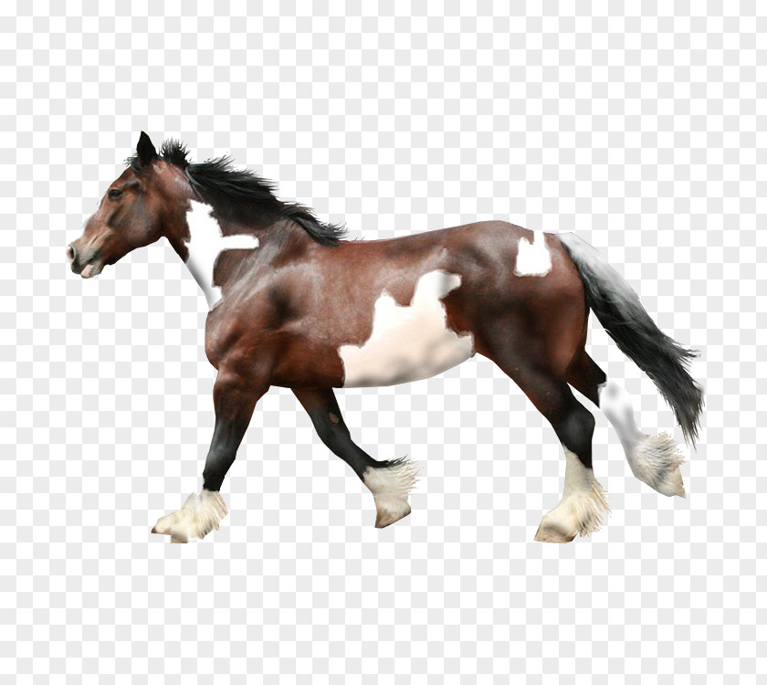 Running Horse Stallion PNG
