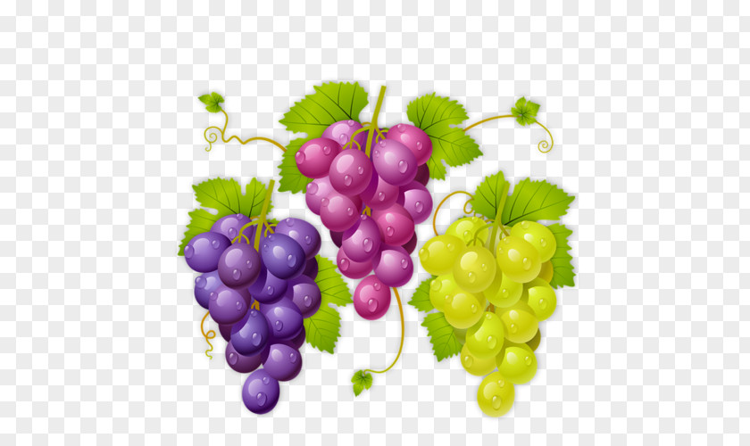 Wine La Cura De Uva Common Grape Vine Raceme PNG