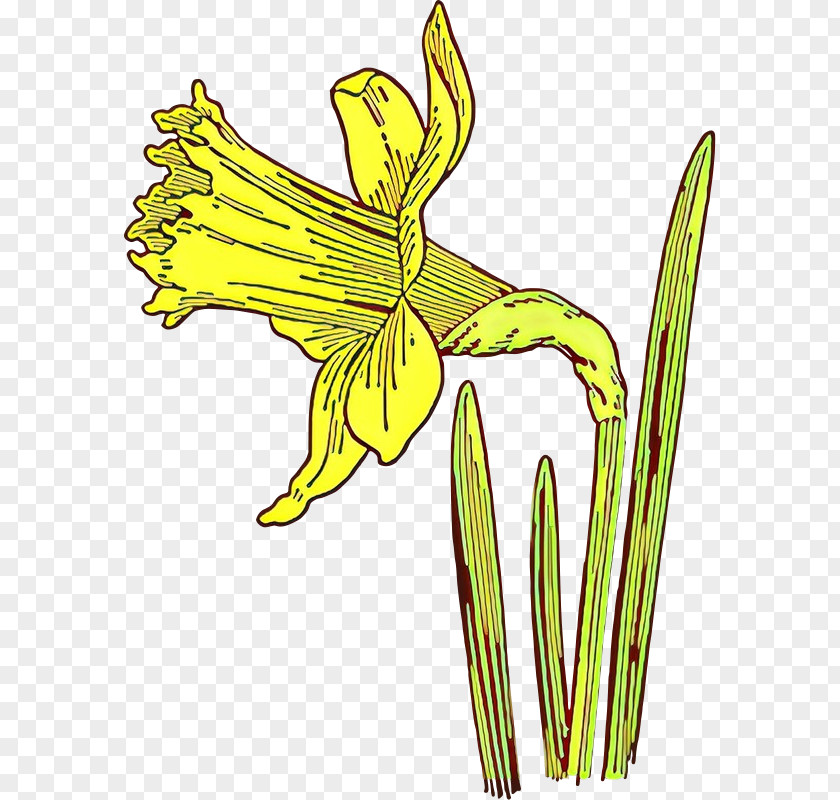 Amaryllis Family Wildflower Drawing Of PNG