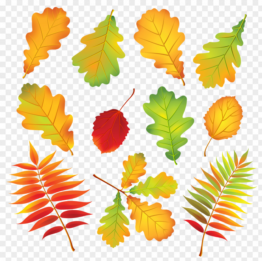 Autumn Leaf Color PNG