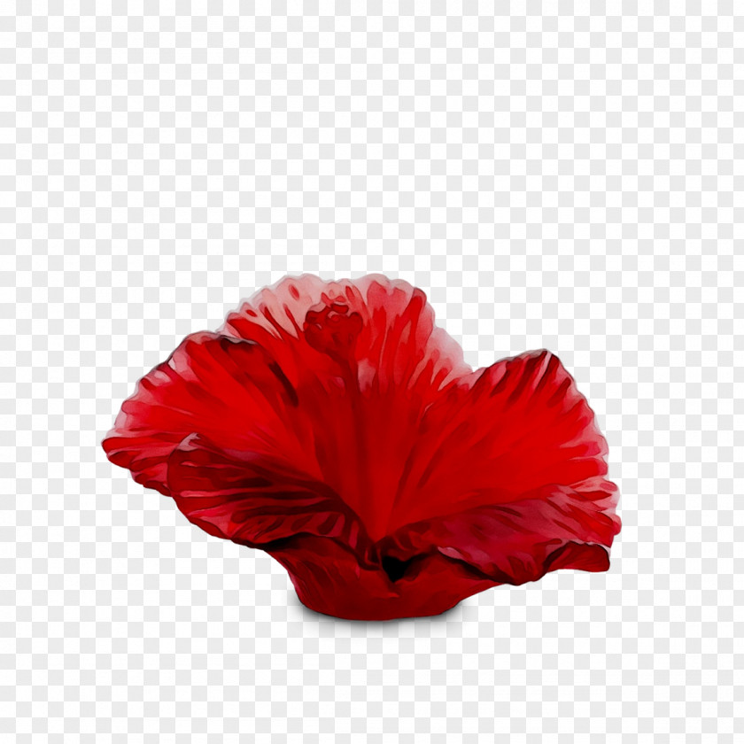 Rosemallows The Poppy Family RED.M PNG