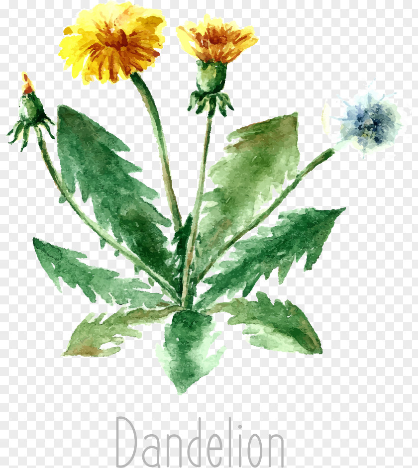 Vector Dandelion Herb Drawing Medicinal Plants Illustration PNG