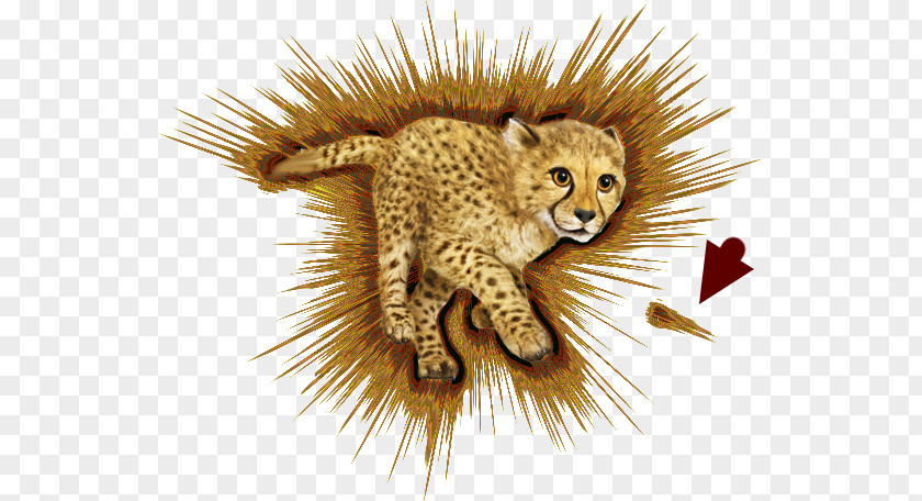 Cheeta Cheetah Whiskers Cat Terrestrial Animal Fauna PNG