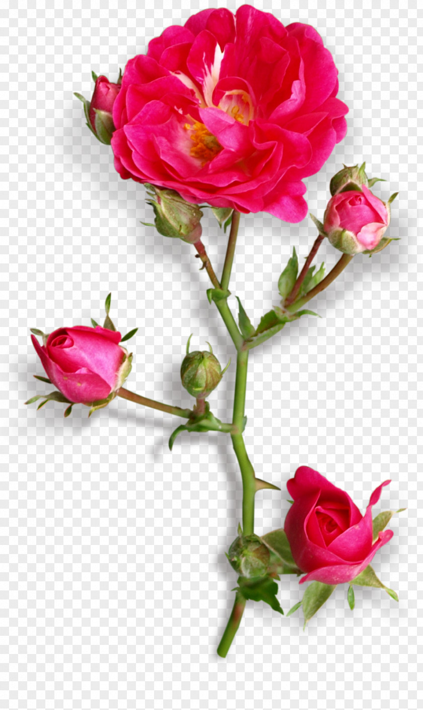 Flower Garden Roses Centifolia Floribunda Cut Flowers PNG