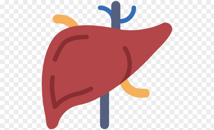 Transparent Liver Clip Art Medicine Vector Graphics PNG