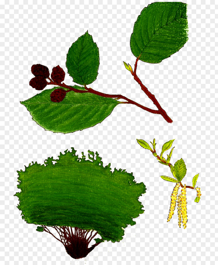 Alnus Rhombifolia Bog Labrador Tea Flowering Plant Food PNG