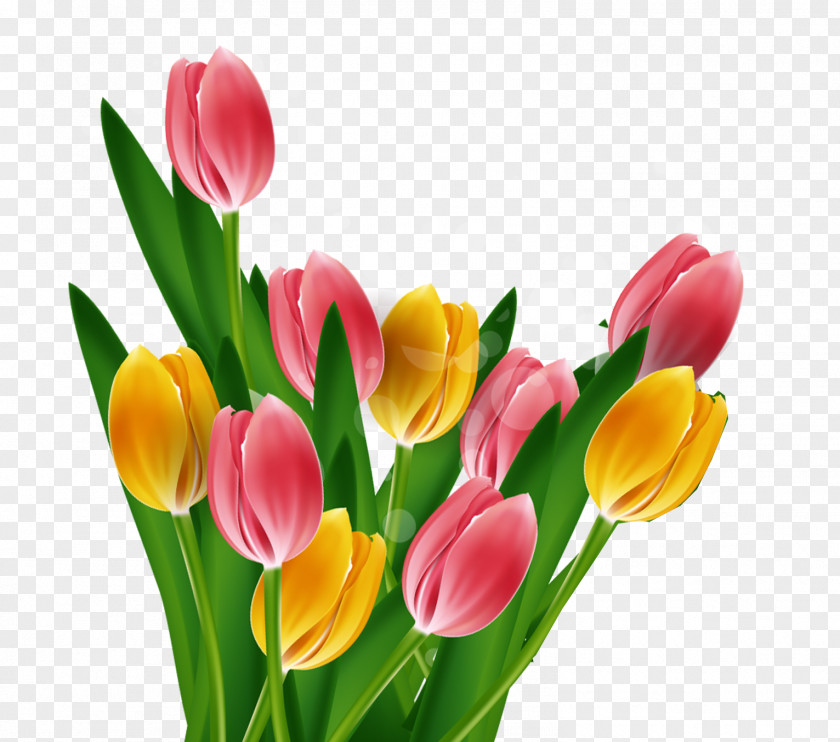 Fine Tulip Background Vector Material Mothers Day PNG