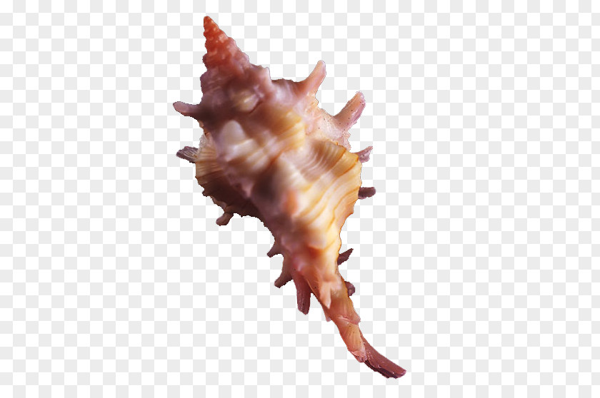 Irregular Conch Seashell Computer Graphics PNG