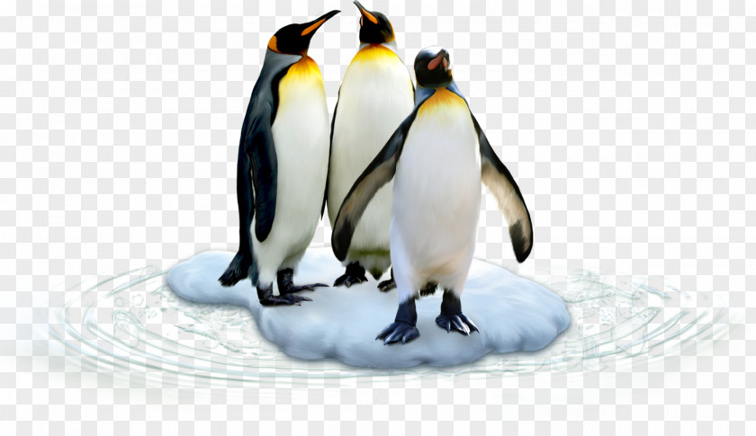 Penguin King Antarctic Bird Polar Regions Of Earth PNG