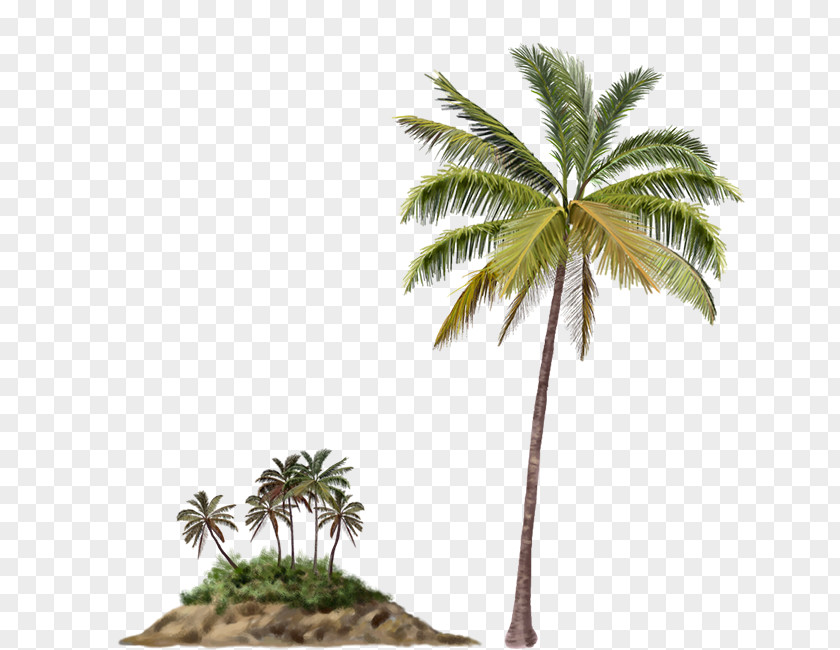 Tree Arecaceae Palm Islands Beach PNG