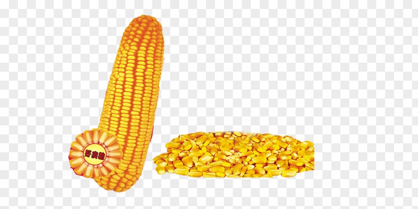 Corn And Kernels On The Cob Maize Kernel Sweet PNG