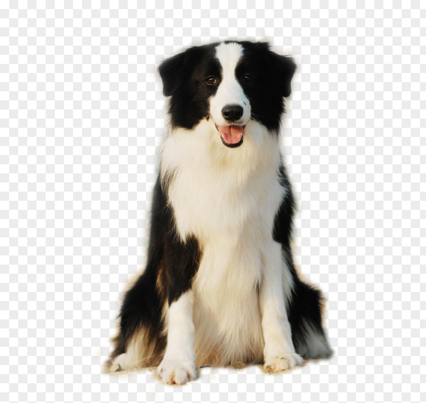 Cute Side Of The Dog Is Sitting Smiling Face Border Collie Pomeranian Scotch Rough Puppy PNG