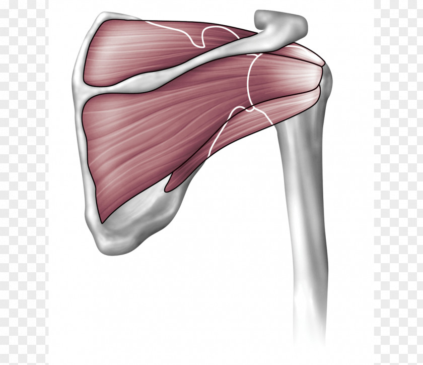 Muscle Anatomy Shoulder Joint Supraspinatus Humerus PNG