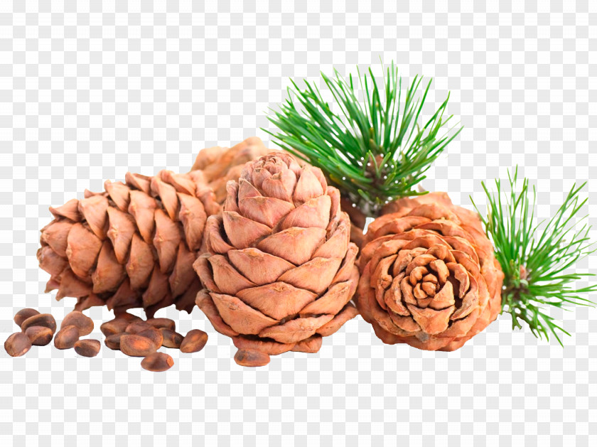 Pine Cone Nut Oil Conifer PNG