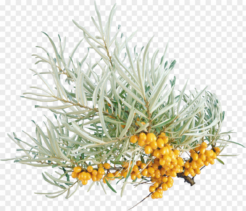 Sea Buckthorn Papua New Guinea Plant PNG
