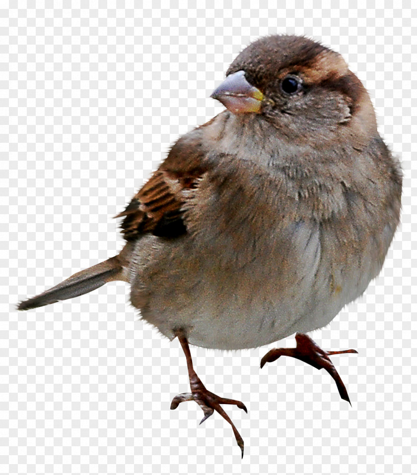 Sparrow House Clip Art Image PNG