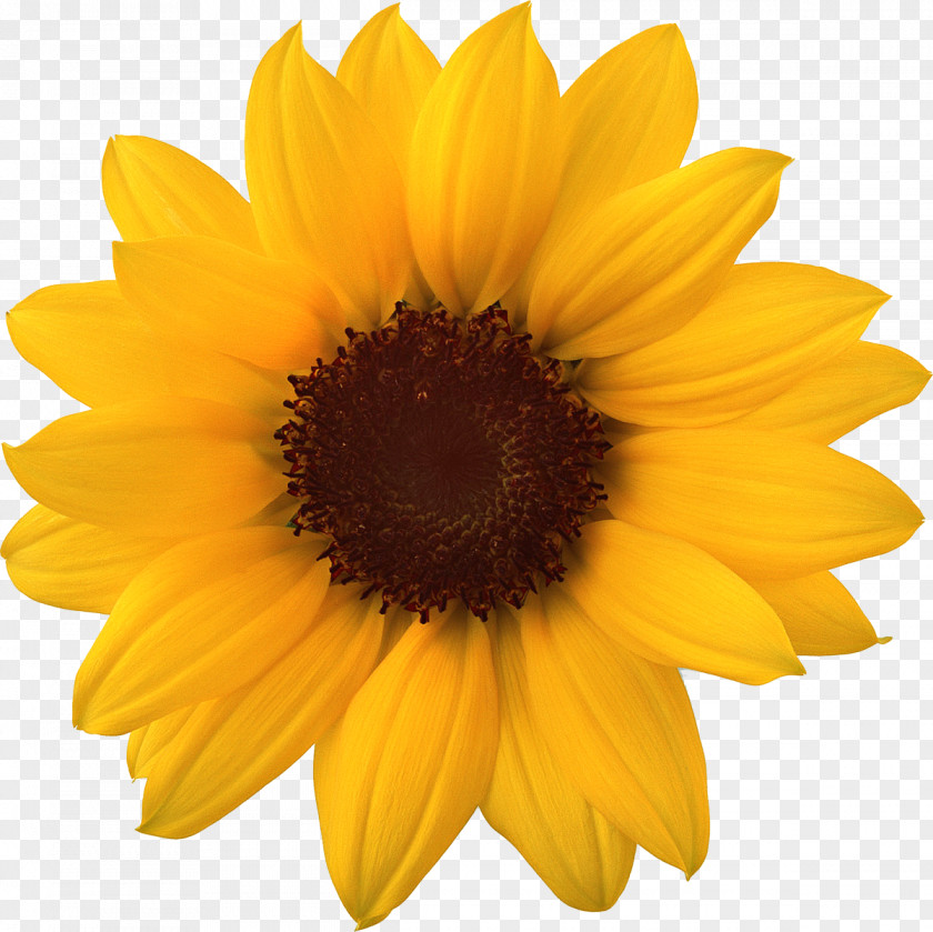 Sunflower Common Clip Art Image PNG