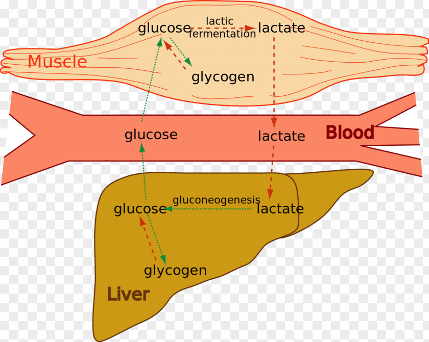 Blood Lactic Acid Fermentation Cori Cycle Muscle Glycogen PNG