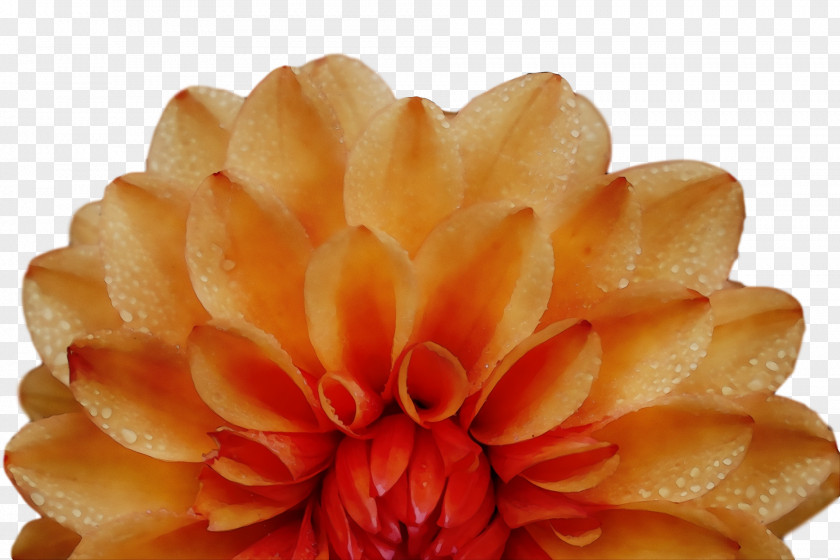 Chrysanthemum PNG