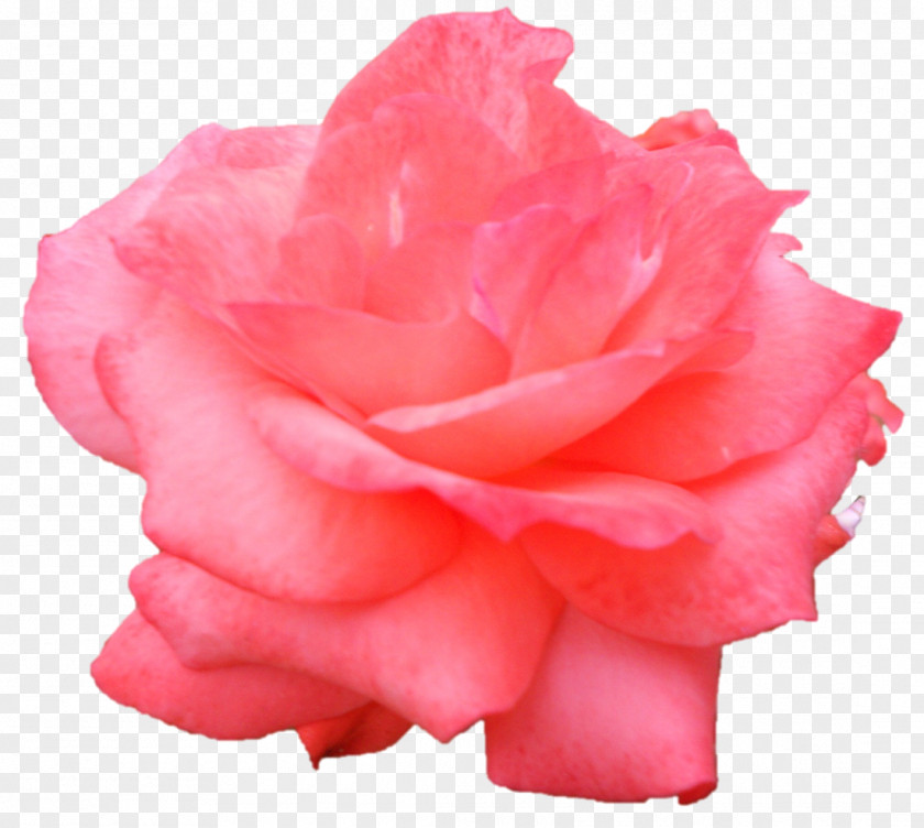 Devi Garden Roses Cabbage Rose Floribunda Cut Flowers Petal PNG