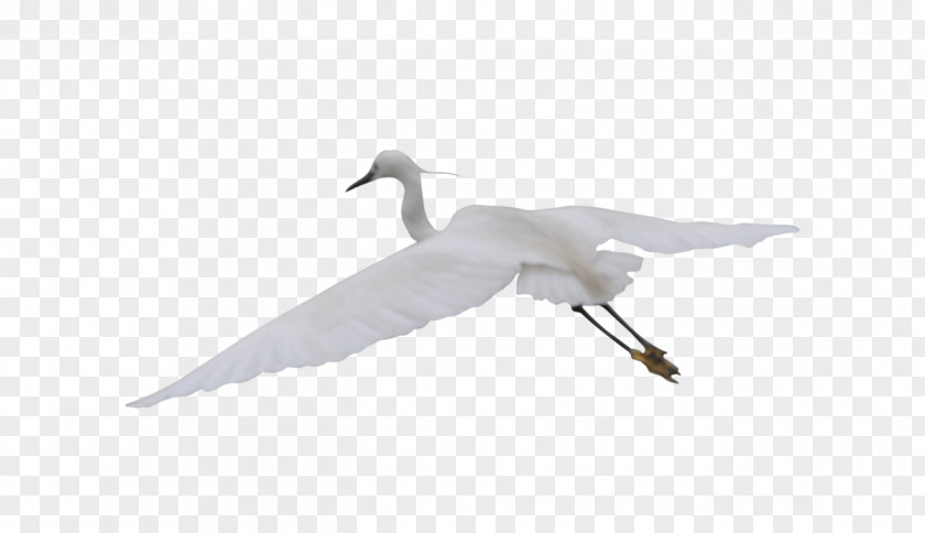 Flying Crane Cygnini Feather Beak Wing Seabird PNG