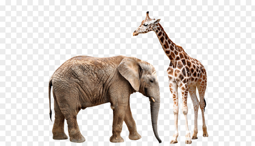 Giraffes And Elephants Asian Elephant Giraffe African Rhinoceros PNG